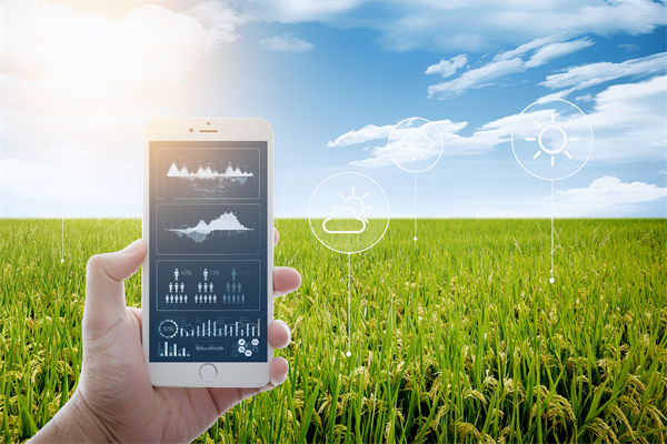 溫州種出2.1米高巨型水稻，精益生產(chǎn)怎么看？